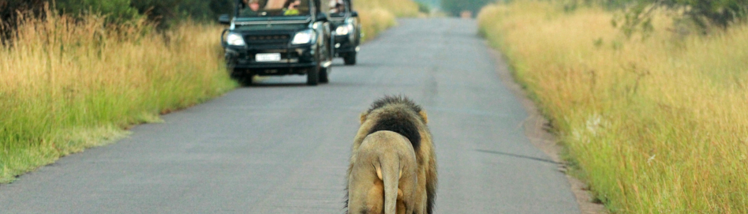 African Safari
